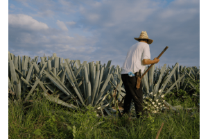 Die besten Tequilas zum Trinken